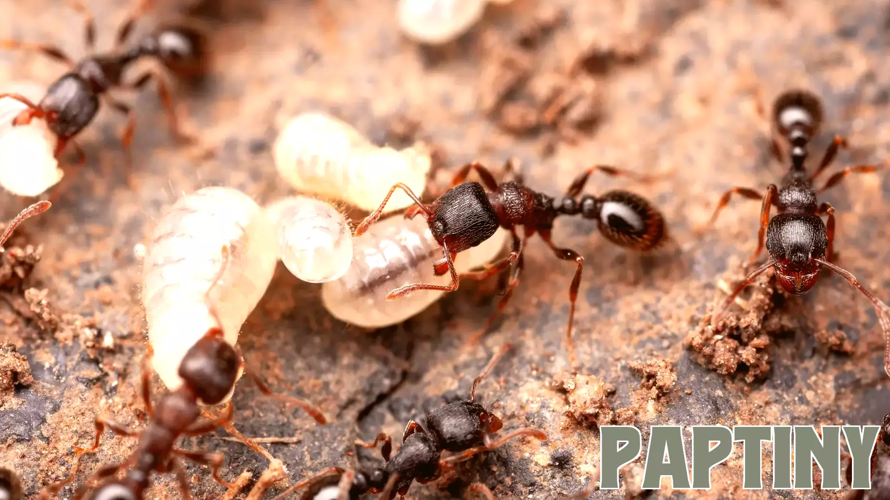 Ant study finds hunger and parental care share the same brain chemistry