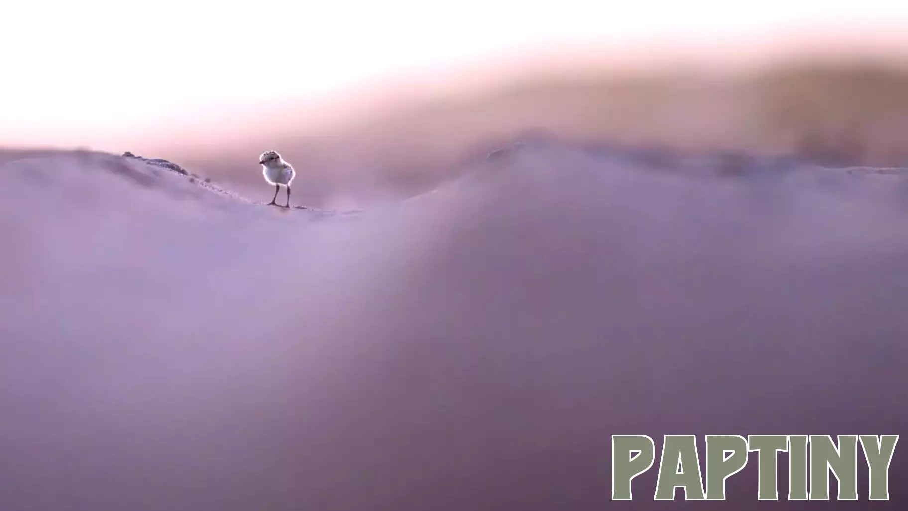 California’s Snowy Plovers Face Growing Threats: A Call for Protected Nesting Grounds