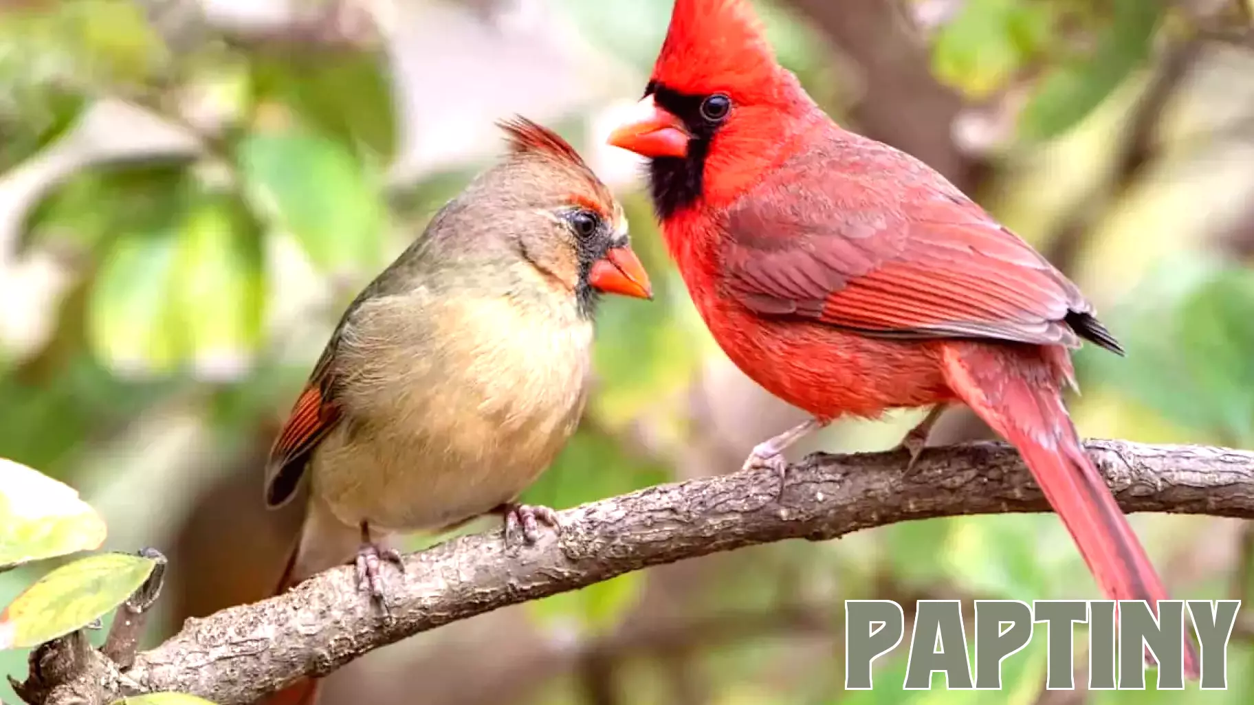 How Male and Female Cardinals Share Parenting Duties