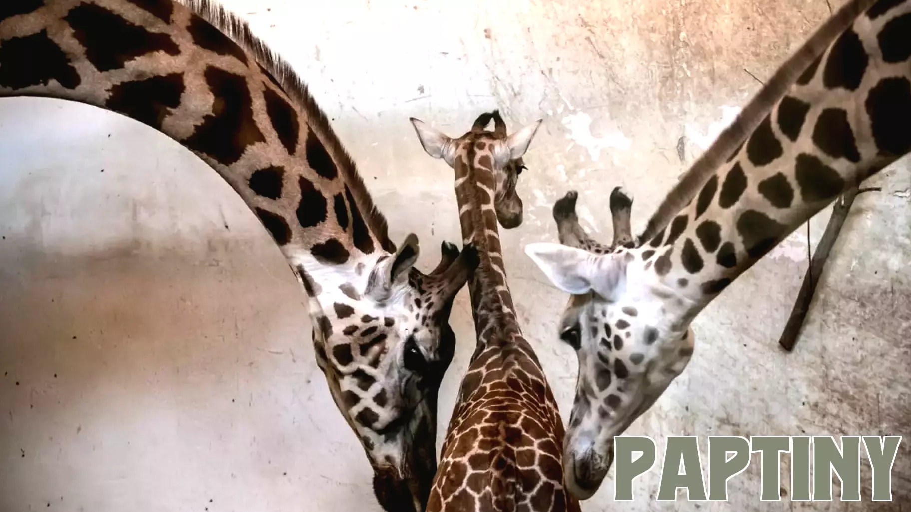 Insights on Parenting from the Animal Kingdom