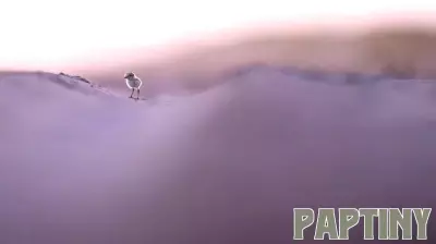 California’s Snowy Plovers Face Growing Threats: A Call for Protected Nesting Grounds