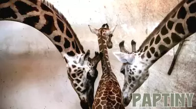 Insights on Parenting from the Animal Kingdom
