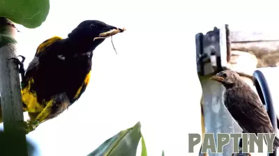 Parenting a parasite