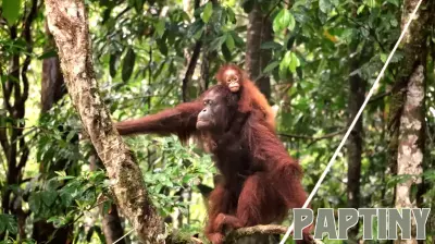 The Remarkable Parental Care in the Animal Kingdom