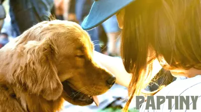 The Rise of Dog Parenting: A Reflection of Changing Family Dynamics
